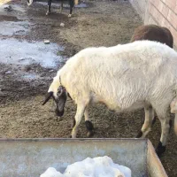 5عدد شیشک قوچ خورده اصل جنس بروجرد|حیوانات مزرعه|سیمین شهر, |دیوار