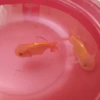 گلد فیش کله شیری