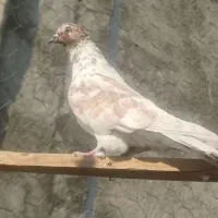 نر گرگی غریب گیری