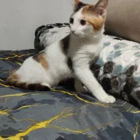 واگذاری بچه گربه|گربه|بندر انزلی, سامانسر|دیوار