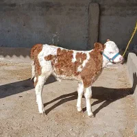 گوساله ماده سیمینتال شرابی جنس اصیل|حیوانات مزرعه|گنبد کاووس, |دیوار