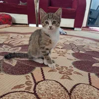 واگذاری گربه های نر و ماده|گربه|تبریز, |دیوار