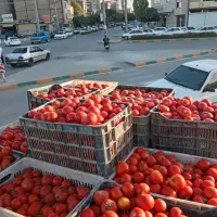 گوجه ربی گوجه فرنگی گوجه سد ارداک