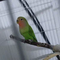 طوطی کوتوله برزیلی|پرنده|مشهد, نوید|دیوار