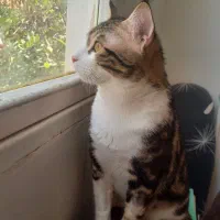 گربه گم‌شده** مژدگانی زیاد**