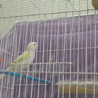 ۴ عدد قناری|پرنده|تربت‌حیدریه, یحیی آباد|دیوار