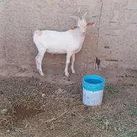 بزسانن|حیوانات مزرعه|ابرکوه, |دیوار