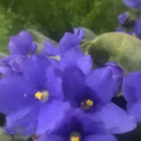 گل طبیعی