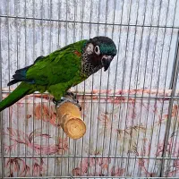 پینتدکانور گرینچیک خاص