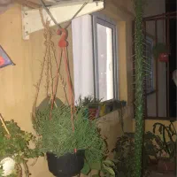 کاکتوس با قد دو متر