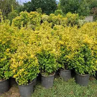 شمشاد طلایی