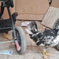 جوجه چهل تاج پنگوئنی ۴ ماهه
