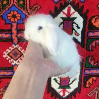 خرگوش لوپ اصلی