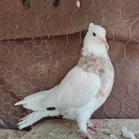 طوقی همه رنگ حراج معاوضه|پرنده|لنجان, |دیوار