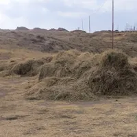 علوفه