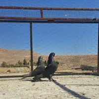 سیاه سرکه ای