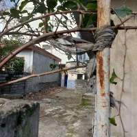 ۸۰۰متر زمین جاده اربکله