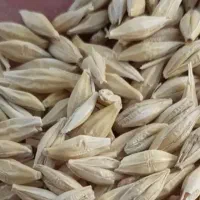 فروش ۱۰تا،۱۵تن جو درجه یک