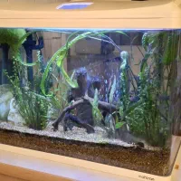 اکواریوم شیشه خم پلت ماهیران