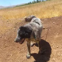 سگ گله|سگ|داران, |دیوار