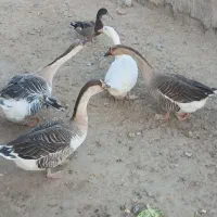 غوغاز تخم گذار|حیوانات مزرعه|زهک, |دیوار