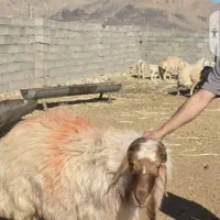 قوچ هیتر‌و