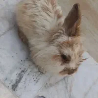 خرگوش|موش و خرگوش|مشهد, ایثار|دیوار