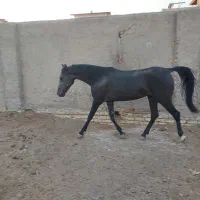 مادیون مشگی درجه یک سر دم گیر روزگاری