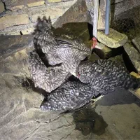 جوجه مرغ آمروک