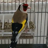 سهره نر