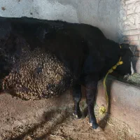 گاو سیمیتال بیست روز مانده به زایمان.در هشترود|حیوانات مزرعه|نظر کهریزی, |دیوار