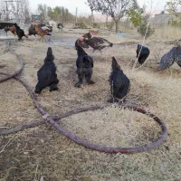 مرغ و خروس برهما  و ویاندوت|حیوانات مزرعه|پیرانشهر, |دیوار