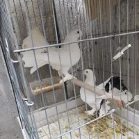 کبوتر زینتی پاپر