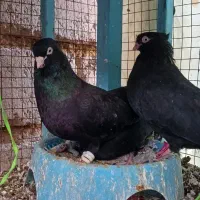 جفت سیاه آبادانی