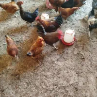 مرغ خروس جوان تاز به تخم اومدن|حیوانات مزرعه|کاشمر, |دیوار