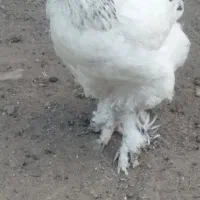 مرغ برهما معاوضه با بوقلمون وکبوتر|حیوانات مزرعه|بوکان, |دیوار