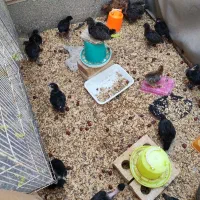 جوجه مرغ 40روزه واکسن خورده