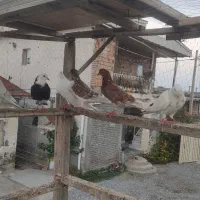 کبوتر پرشی|پرنده|بندر ترکمن, |دیوار
