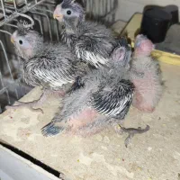 طوطی عروس سرلاکی وایت فیس ۱۵ روزه