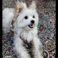 مالتیز|سگ|کرمانشاه, |دیوار