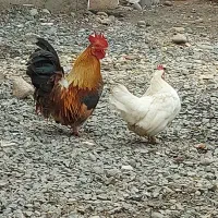 مرغ و خروس مینیاتوری