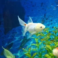 ماهی گلدفیش|ماهی|محمدشهر, محمدشهر|دیوار