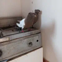 سینه فیلی یا فیلی کینح|پرنده|ملکان, |دیوار