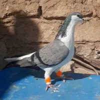 کفتر افغانی ماده مست