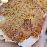 کلسیت هماتوئیدی خاص و حرفه ایی
