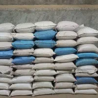 گندم و جو بذری