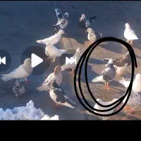 این‌کبوتر‌ گم‌ شده|حیوانات|مرند, |دیوار