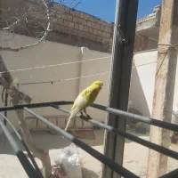 قناری ماده درشت،کشیده بلندزرد|پرنده|اصفهان, ارغوانیه|دیوار
