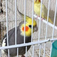 عروس هلندی گم کردم