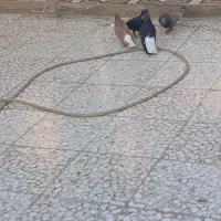 سوسنگرد|پرنده|سوسنگرد, |دیوار